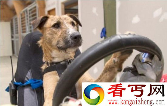 狗狗居然能开车?狗狗8周学会驾驶