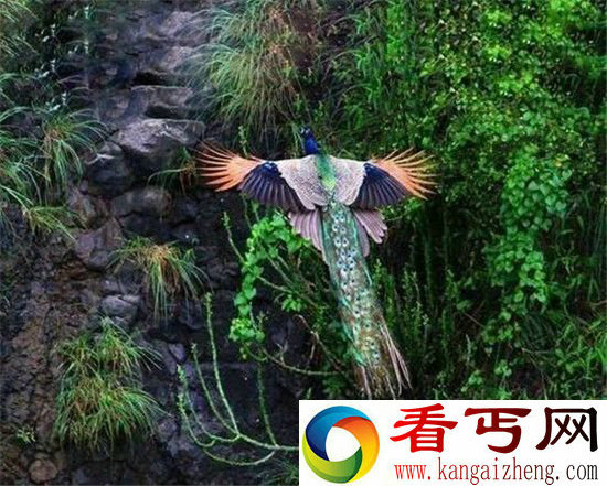 孔雀竟然会飞? 这么美妙的一刻你绝对没见过!