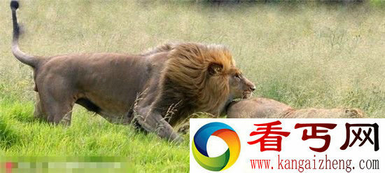 发情雄狮穷追母狮甜蜜咬臀部 两珍稀白虎大打出手