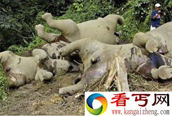 震惊!动物大规模死亡的神秘现象
