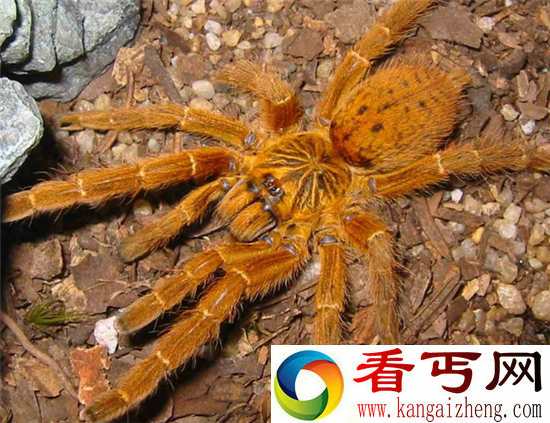 极为罕见!自然界中十大橙色动物