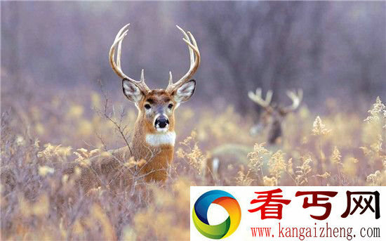 十大远古生物存活至今恐龙也没它们活得久!