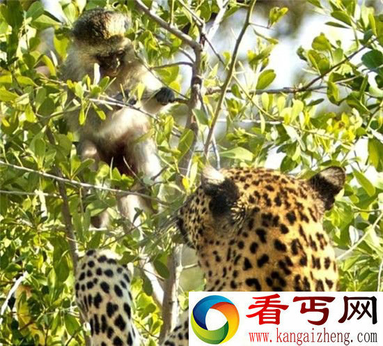 动物世界!猎豹和猴子斗智斗勇 猴子机智逃脱