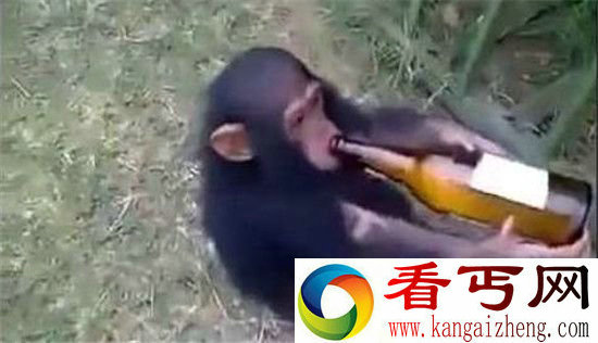 猩猩造反啦!不仅酗酒成性而且聪明至极!