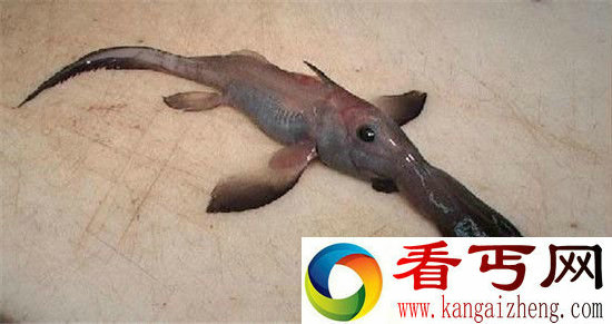 有史以来最诡异生物胆小的人就别看了