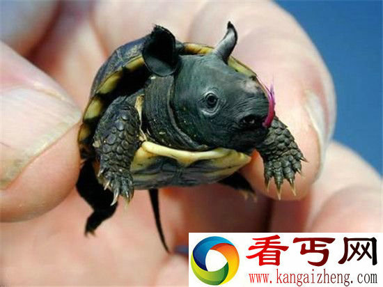 有史以来最诡异生物胆小的人就别看了