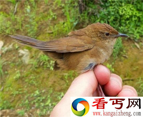 动物世界!鸟类新物种大盘点