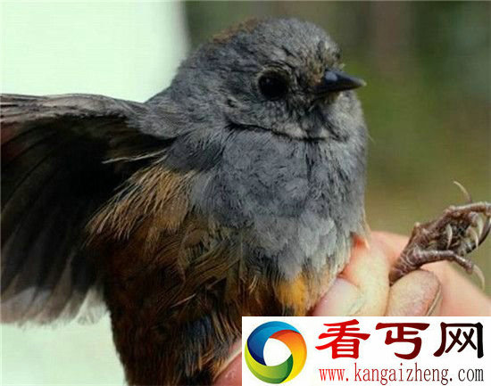 动物世界!鸟类新物种大盘点