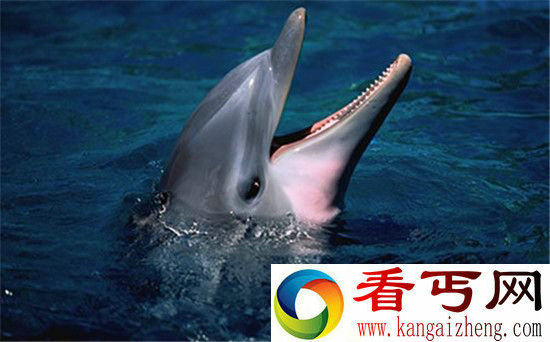 动物世界千奇百怪的睡眠方式 海豚萌萌哒!