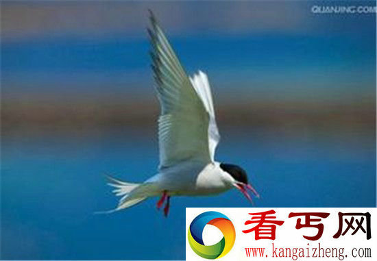 不可错过的动物奇闻 “百鸟之妻”大鸨