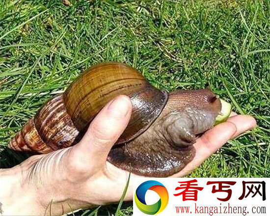 盘点!全球最恐怖生物入侵地球