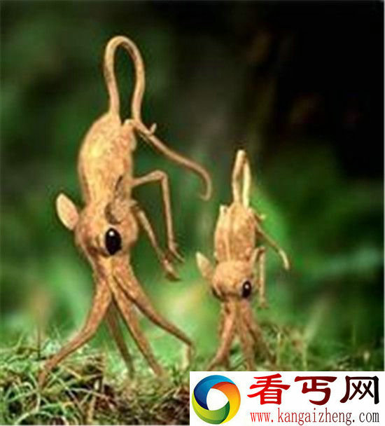 自然界中的奇异动物 用鼻子走路的大神!