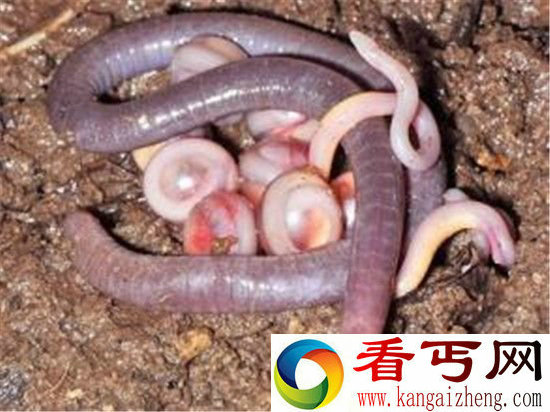 动物世界!印度发现神秘蛇状两栖物种 酷似巨大蠕虫
