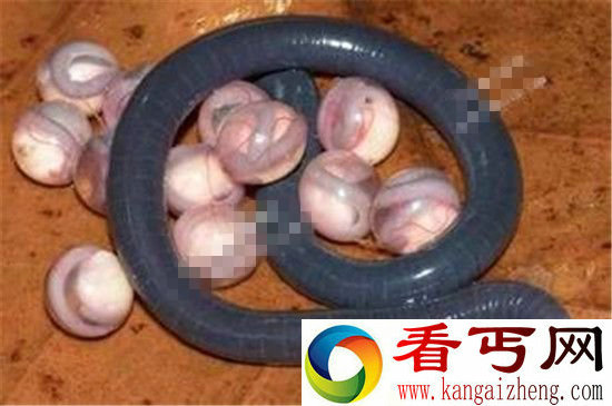 动物世界!印度发现神秘蛇状两栖物种 酷似巨大蠕虫