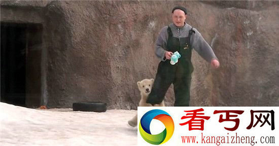 动物也会抱大腿卖萌的北极熊 为了食物也是拼了