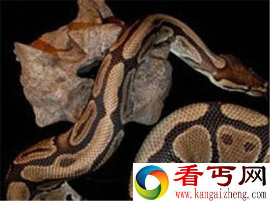 世界上最大动物! 魔鬼蛙竟能吞食恐龙