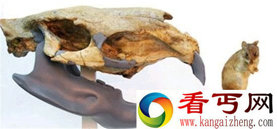 世界上最大动物! 魔鬼蛙竟能吞食恐龙