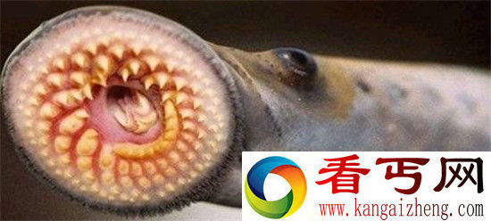 动物世界十大致命的动物 吸人血续命!