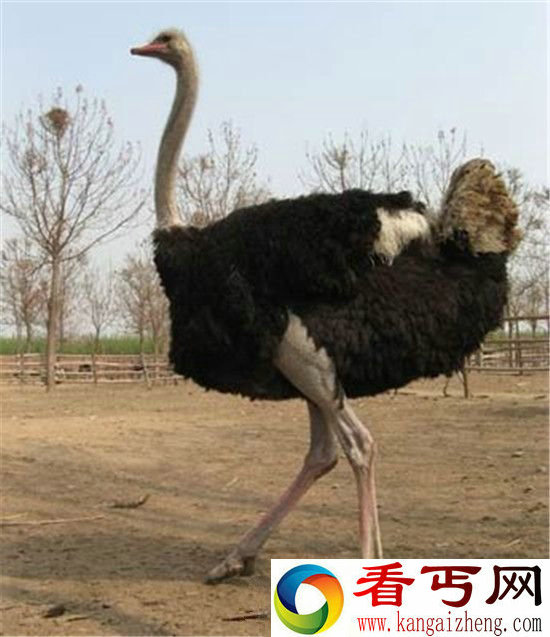 奇葩动物世界集锦!没有鼻子的狗 笑死宝宝了