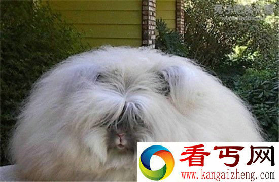 世界上最怪异的10大动物!脑袋会发光的琵琶鱼