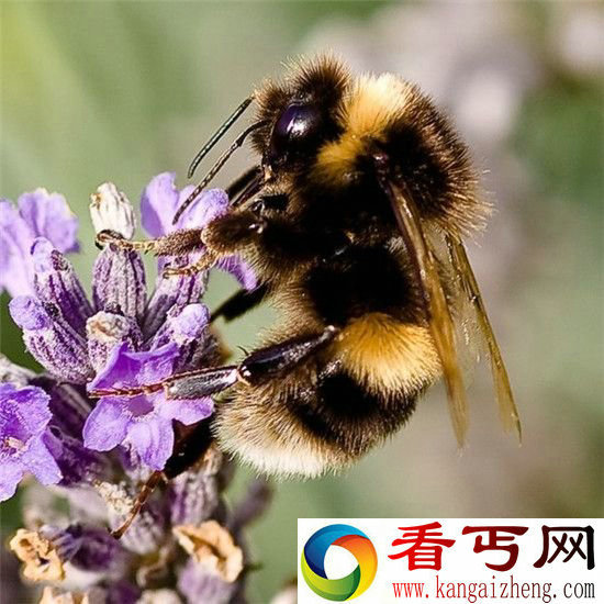 动物界惊现奇怪生物!既像鸟又像虫 自带翼服的萌物猫猴
