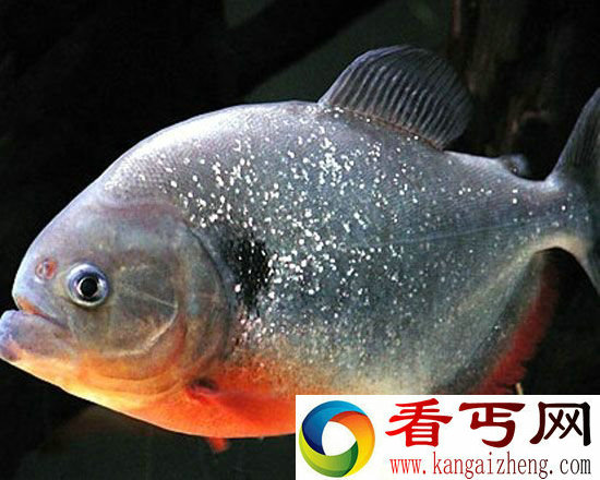 盘点全球最恐怖食人鱼水虎鱼入侵致生态浩劫
