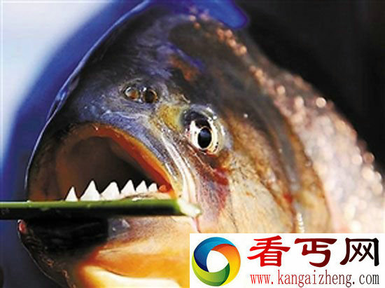 盘点全球最恐怖食人鱼水虎鱼入侵致生态浩劫