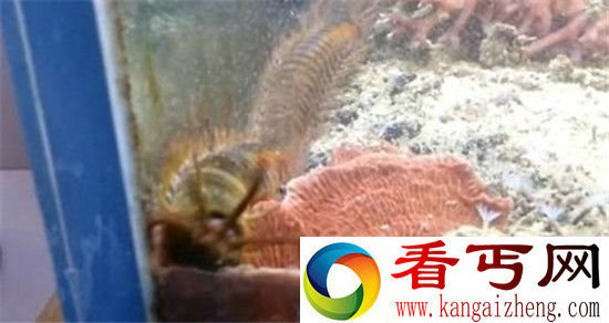 巨型博比特虫吓死人海底怪物杀人不眨眼