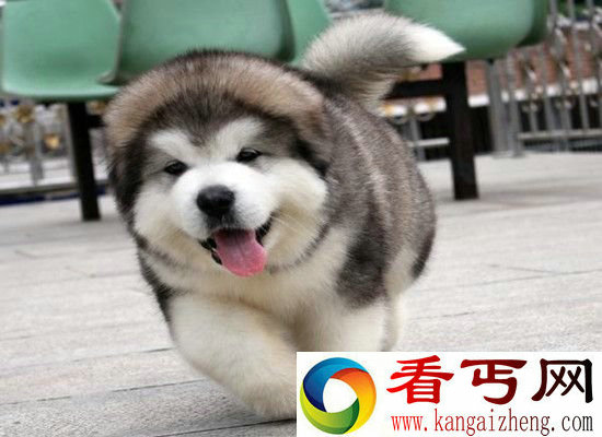 世界上最小的狗长啥样?感叹造物主的神奇