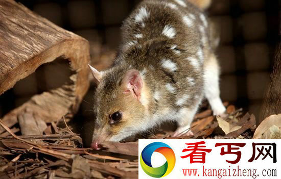 动物世界为交配而死物种盘点为爱而死没毛病