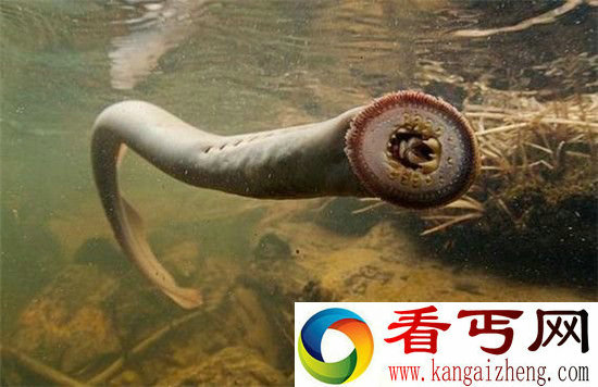世界十大恐怖动物出炉一个比一个恐怖的魔鬼!