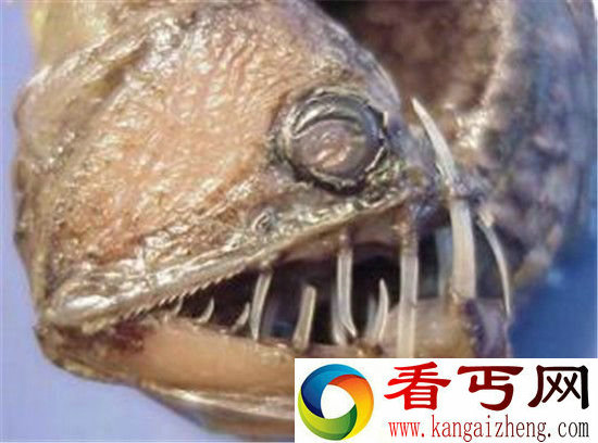 世界十大恐怖动物出炉一个比一个恐怖的魔鬼!