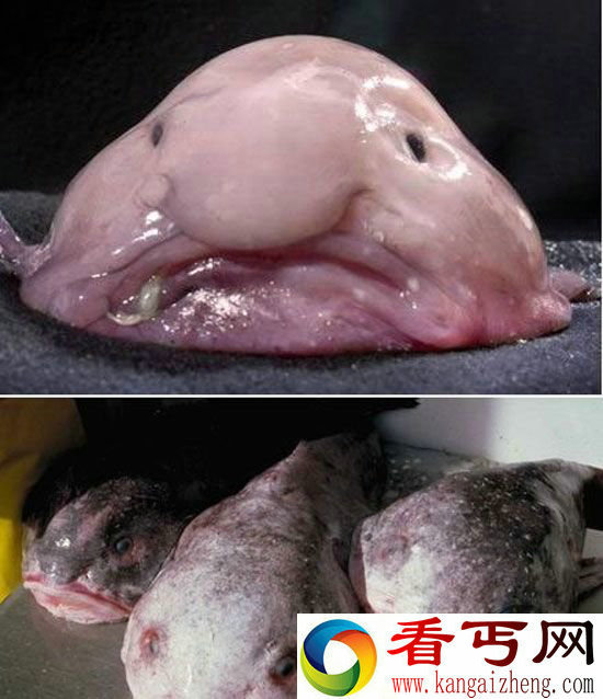 动物世界十大最难看动物吃饭喝水请勿看!