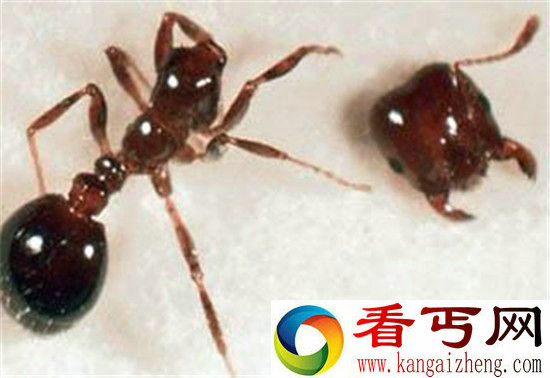 动物里竟也有僵尸!六大僵尸动物你认识几个?