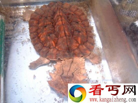 动物界十大最丑动物盘点 长相就是杀人利器