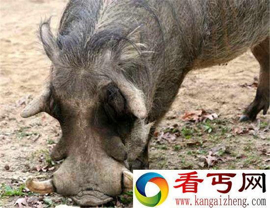 动物界十大最丑动物盘点 长相就是杀人利器