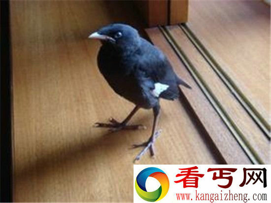 冷知识吓一跳鸟儿竟不会放屁