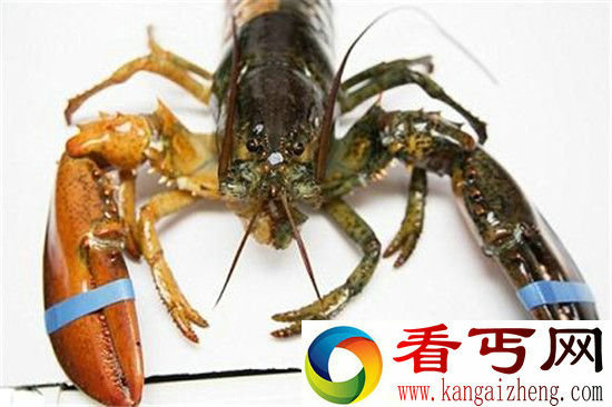 美国渔夫捕获双色龙虾 出现概率亿分之一!