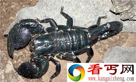 真帝王蝎有毒吗?最大40厘米堪称地球真实怪兽!