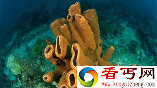 动物出门不带脑子?没脑子已成为一种进化方向!