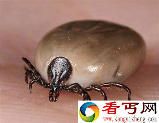 世界剧毒动物排行 第一竟是它!