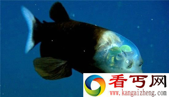 盘点最稀有神秘海洋生物 见过一种就了不起