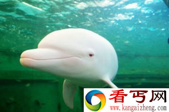 海豚竟是暴力强奸犯?海豚性欲之谜