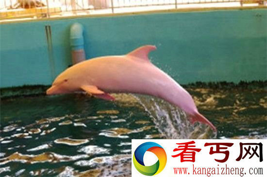 海豚竟是暴力强奸犯?海豚性欲之谜