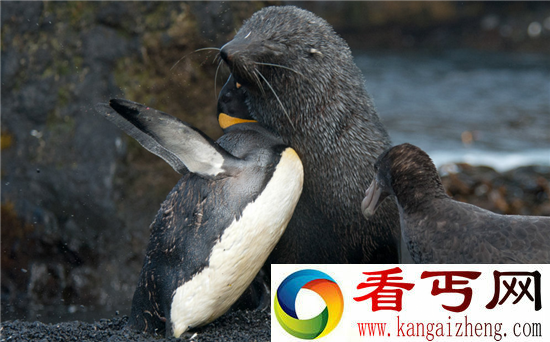 海报性侵帝企鹅致流血蠢萌海豹竟是强奸犯!