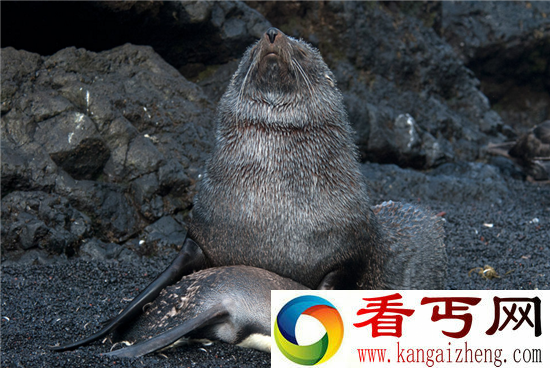 海报性侵帝企鹅致流血蠢萌海豹竟是强奸犯!