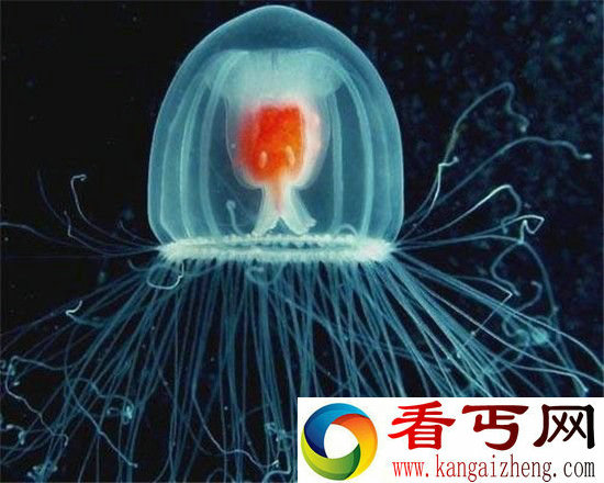 世界十大最长寿动物随随便便活几百年!