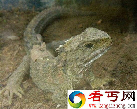 世界十大最长寿动物随随便便活几百年!