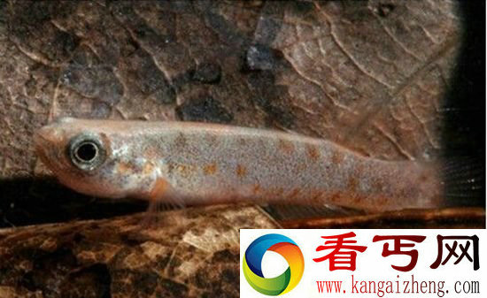 自然界超能力鱼类 象鱼可以张嘴说话