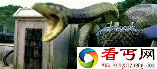 现实版的狂蟒之灾百岁蛇王 不要被吓到!